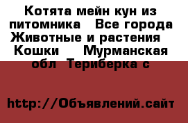 Котята мейн-кун из питомника - Все города Животные и растения » Кошки   . Мурманская обл.,Териберка с.